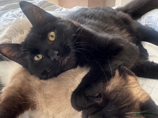 Domestic Shorthair cats - Advert 23