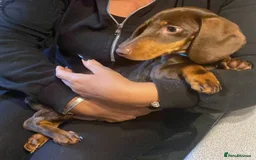 Dachshund dogs for stud: Standard Choc Dachshund, Reduced Fee Until Proven - Image 5