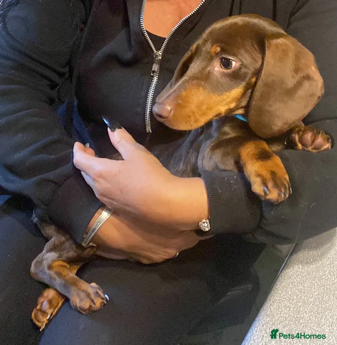 Dachshund dogs for stud: Standard Choc Dachshund, Reduced Fee Until Proven - Image 5