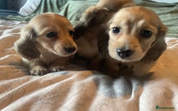 Miniature Dachshund dogs for sale: READY TO GO! Shaded Cream Long Haired Puppies - Image 15