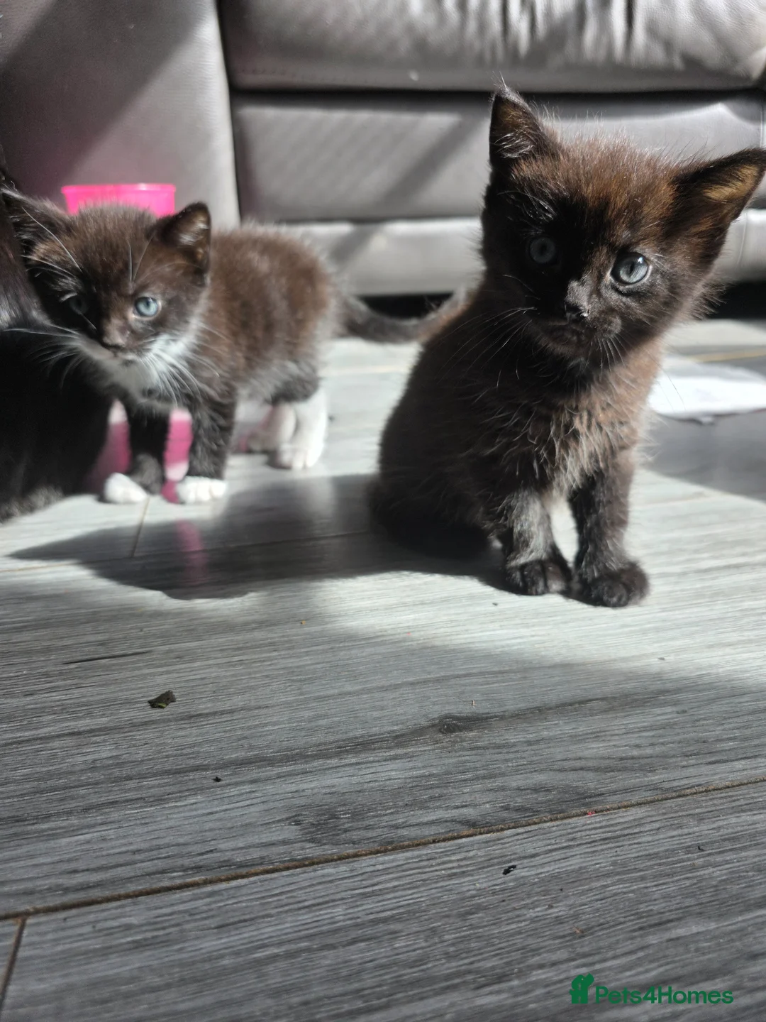 Mixed Breed cats for sale: 3 wee boys in Shotts - Advert 2