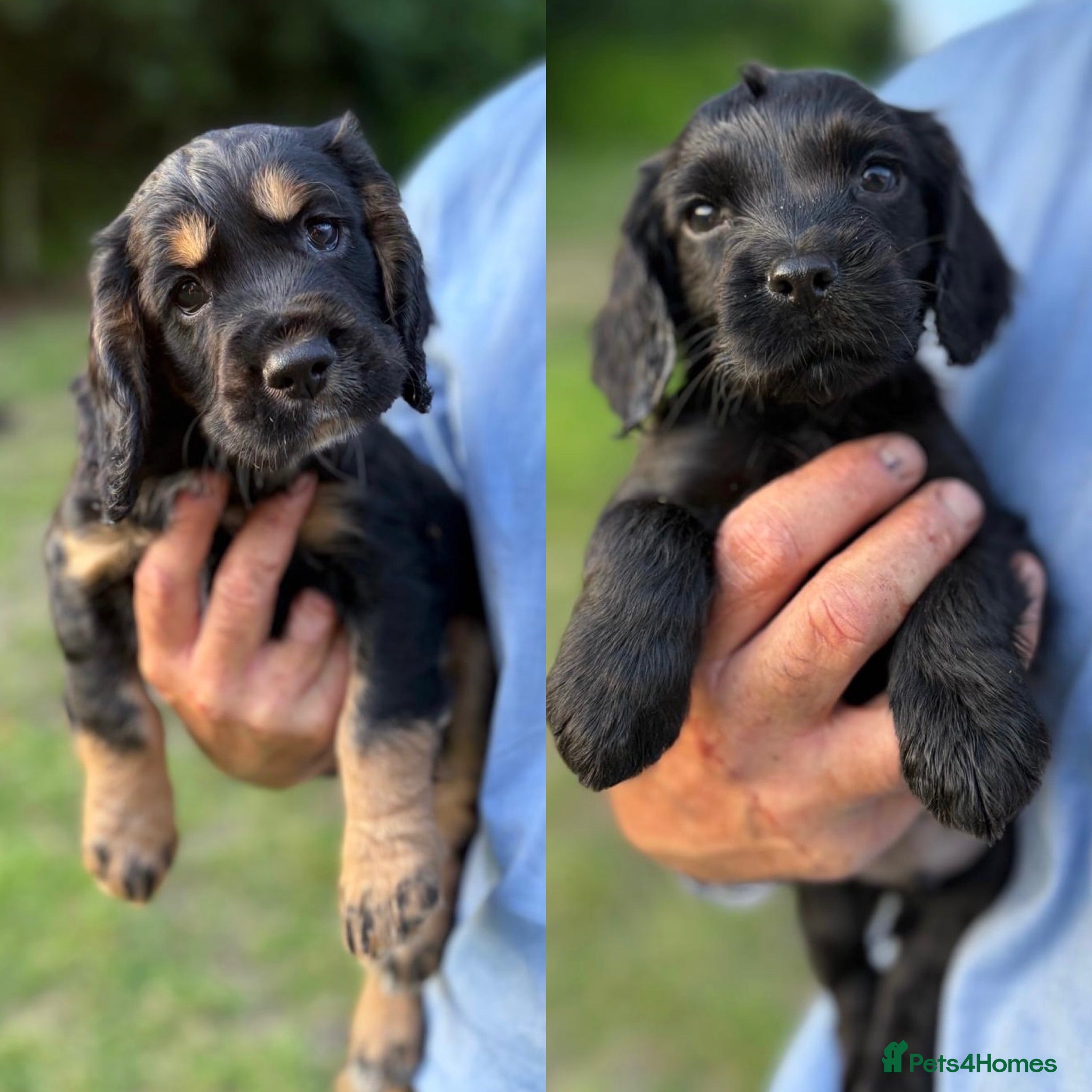 Cocker Spaniel dogs KC Registered Cocker Spaniels - Advert 1