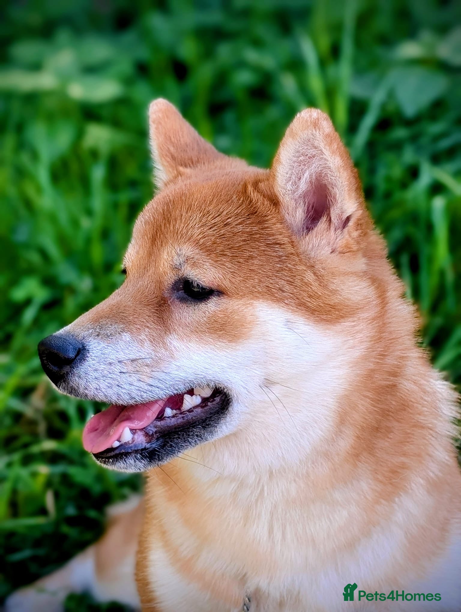 Japanese Shiba Inu dogs Health tested Japanese Shiba Inu  - Advert 2