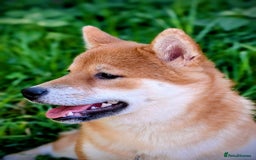 Japanese Shiba Inu dogs for sale: Health tested Japanese Shiba Inu  - Image 1