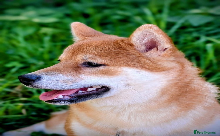 Japanese Shiba Inu dogs - Advert 1