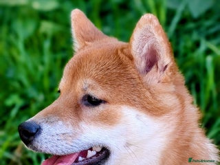 Japanese Shiba Inu dogs - Advert 16