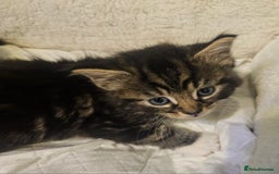 Maine Coon cats for sale: Maine Coone  - Image 17