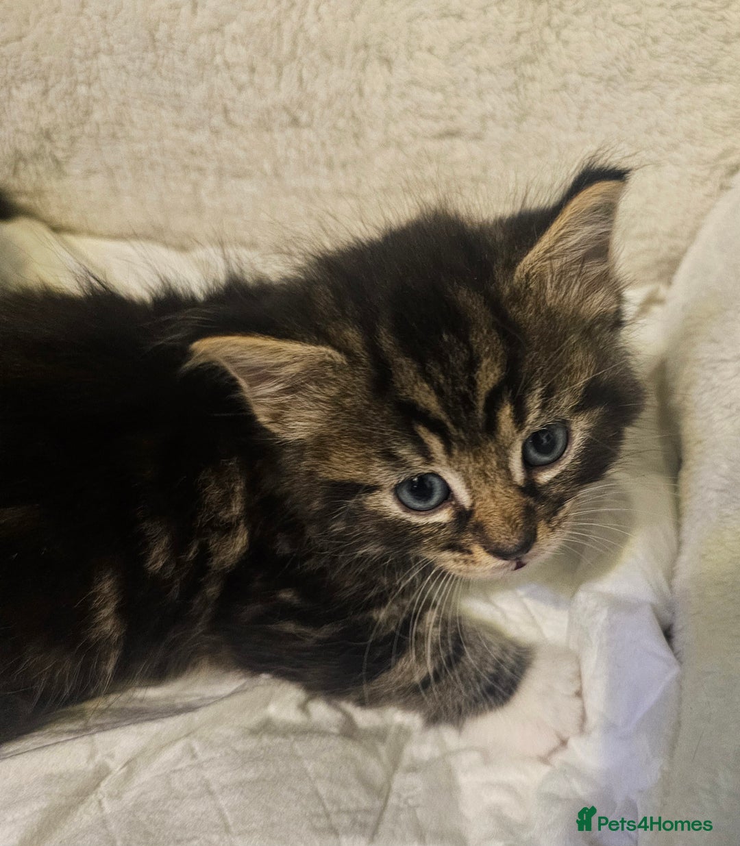 Maine Coon cats for sale: Maine Coone  - Image 17