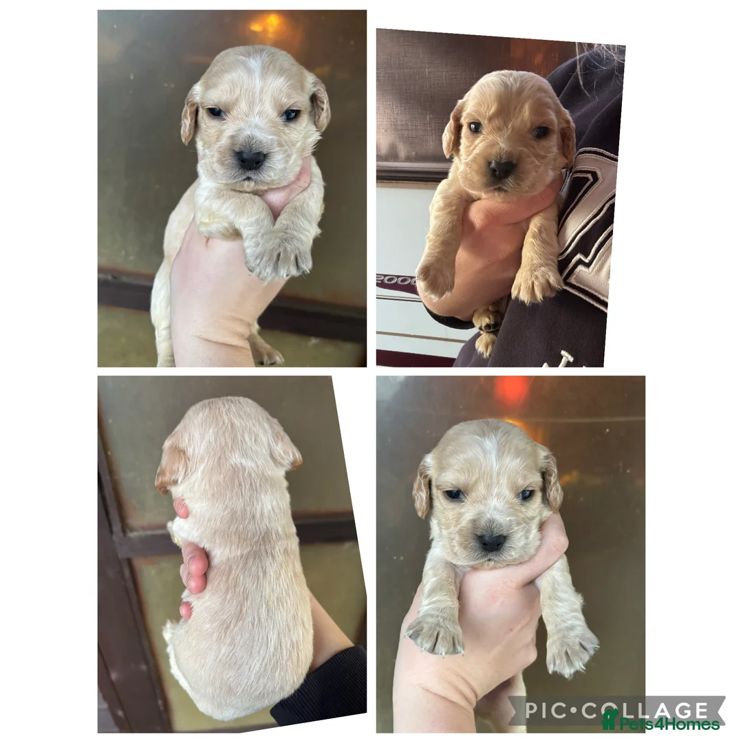 Cockapoo dogs for sale: Cockapoo puppies - Advert 3