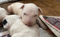 English Bull Terrier dogs for sale: English bull terrier  - Image 16
