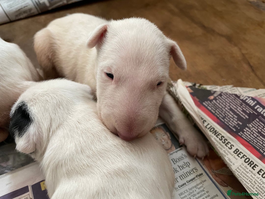 English Bull Terrier dogs for sale: English bull terrier  - Image 16
