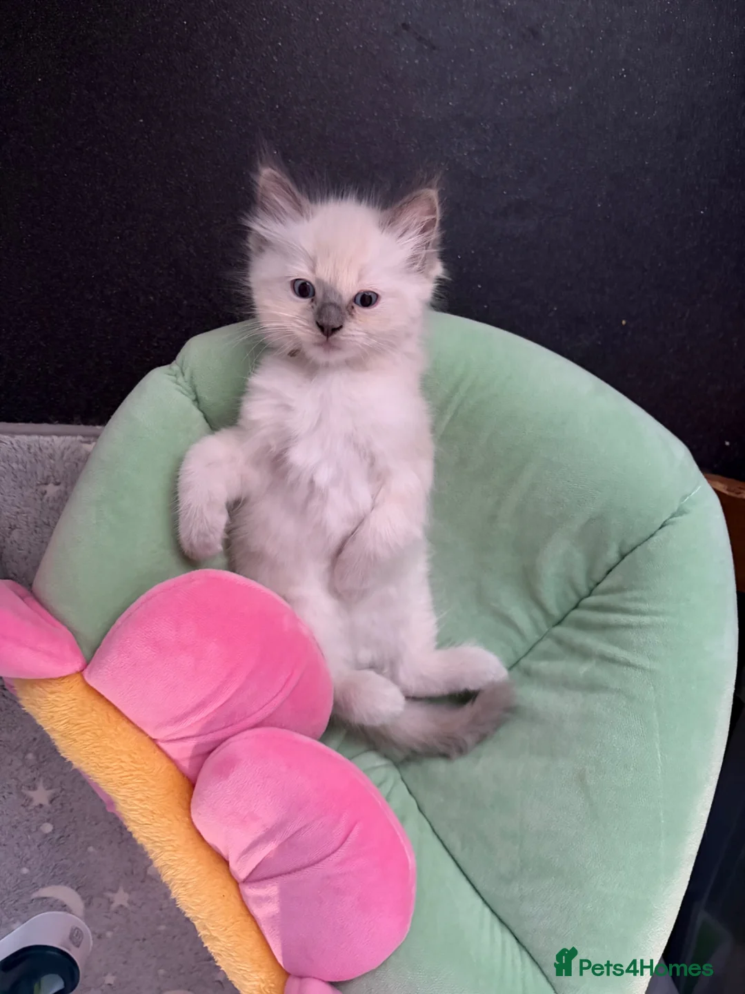 Ragdoll cats for sale: Magical dolls in Hinckley - Advert 2