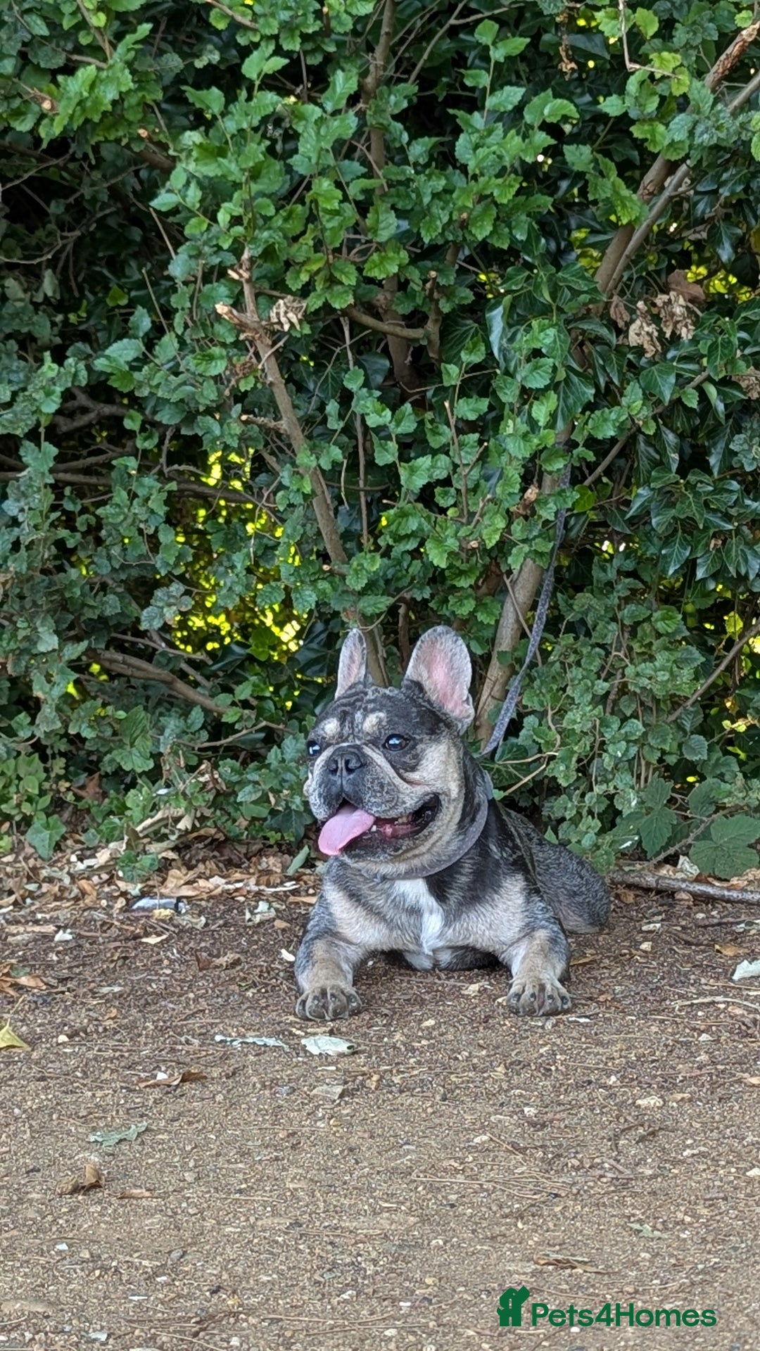 French Bulldog dogs for stud: Biscuit the KC REGISTERED French Bulldog Stud 💙🐶 - Advert 5