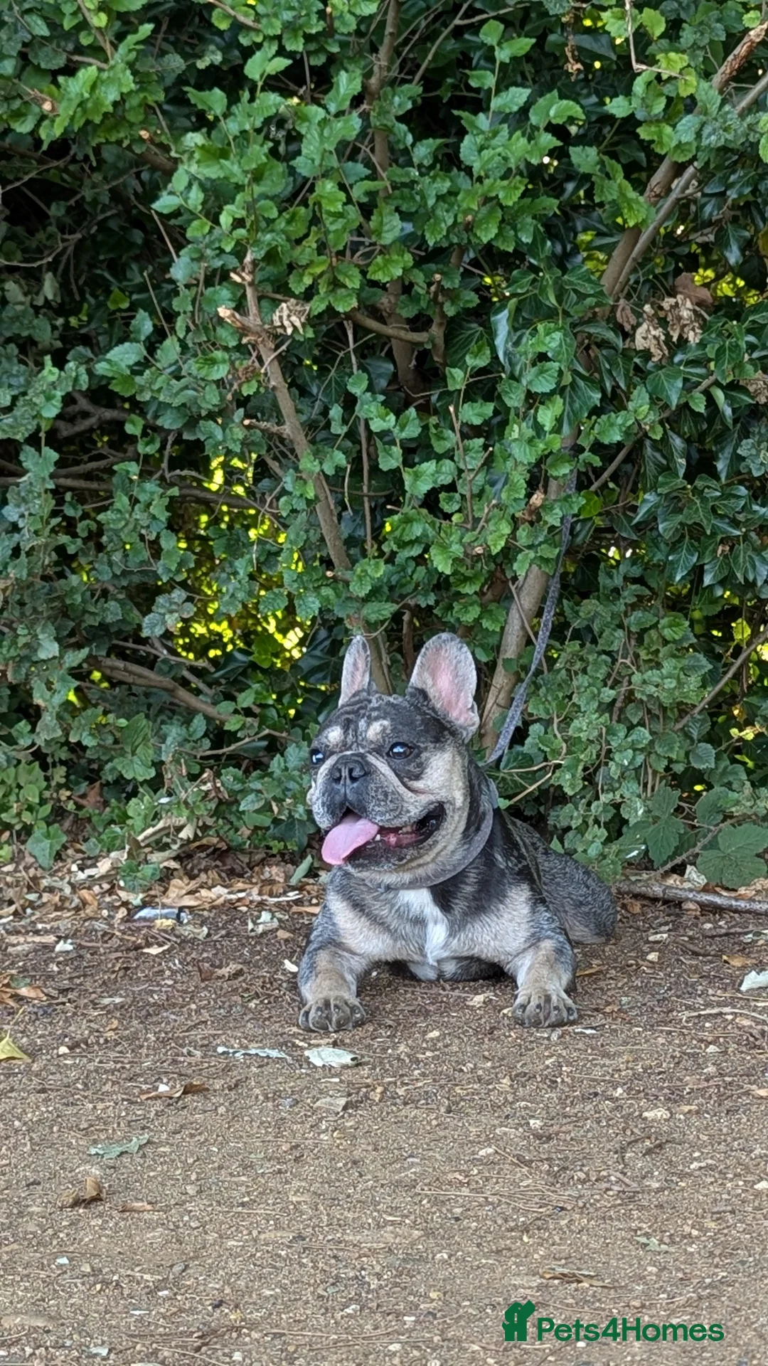 French Bulldog dogs for stud: Biscuit the KC REGISTERED French Bulldog Stud 💙🐶 - Advert 5