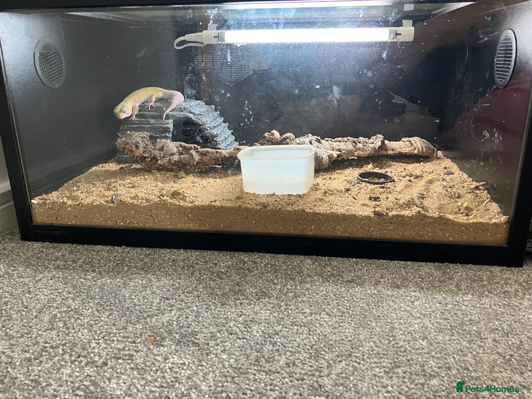 Leopard Gecko reptiles for sale: Albino leopard gecko  - Image 3