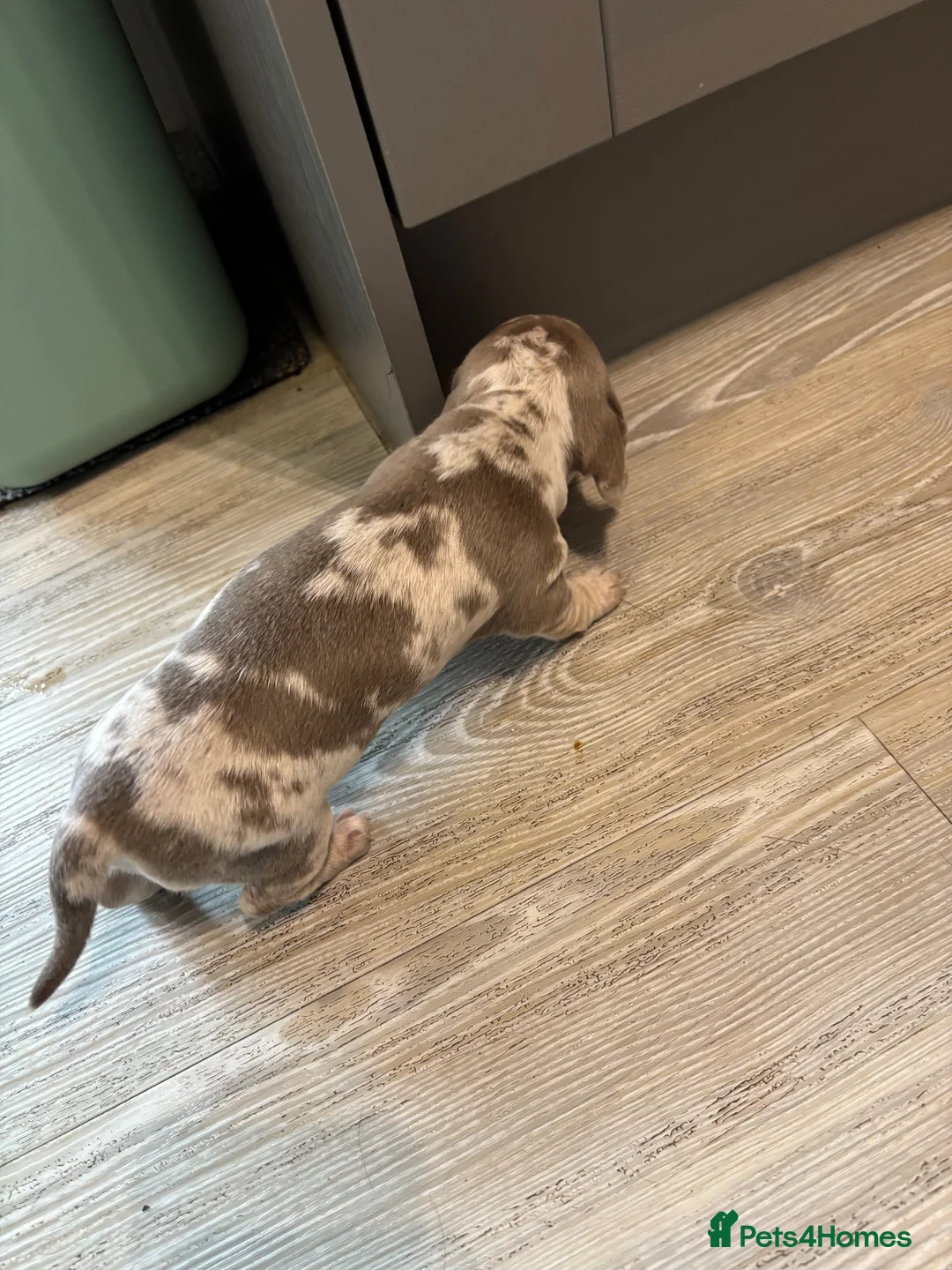 Miniature Dachshund dogs for sale: Miniature dachshund - Advert 4