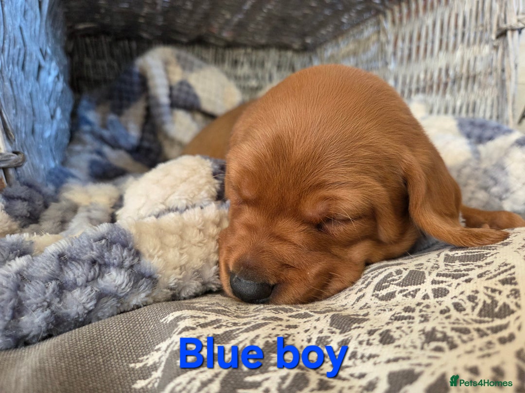 Labrador Retriever dogs for sale: Stunning Red fox labrador puppies  - Advert 29