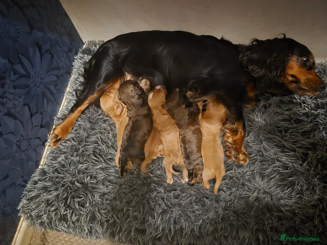 Mixed Breed dogs for sale: Cockalier - Advert 1