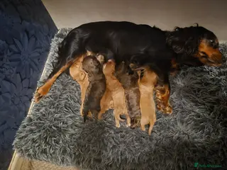 Mixed Breed dogs Cockalier - Advert 2