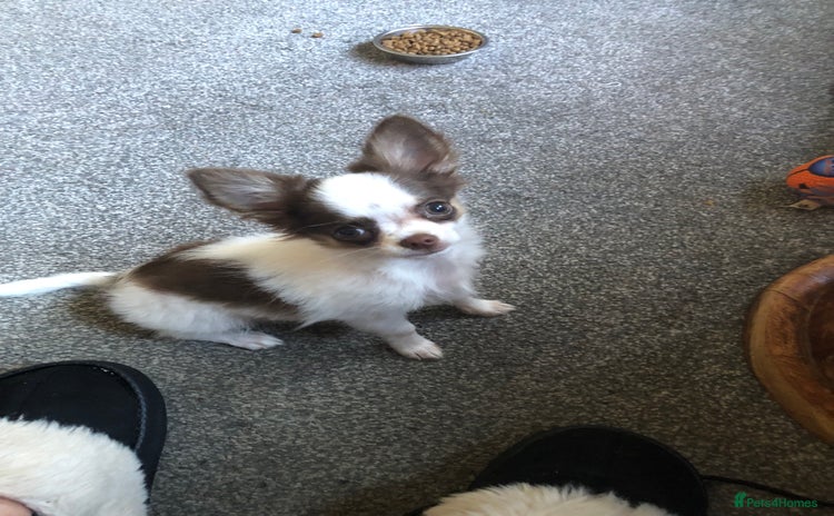 Chihuahua dogs - Advert 5