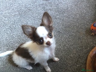 Chihuahua dogs - Advert 32