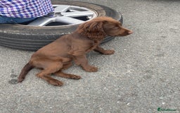 Cocker Spaniel dogs for sale: CRACKER - cocker pup for sale 🩷 in Leeds - Image 2