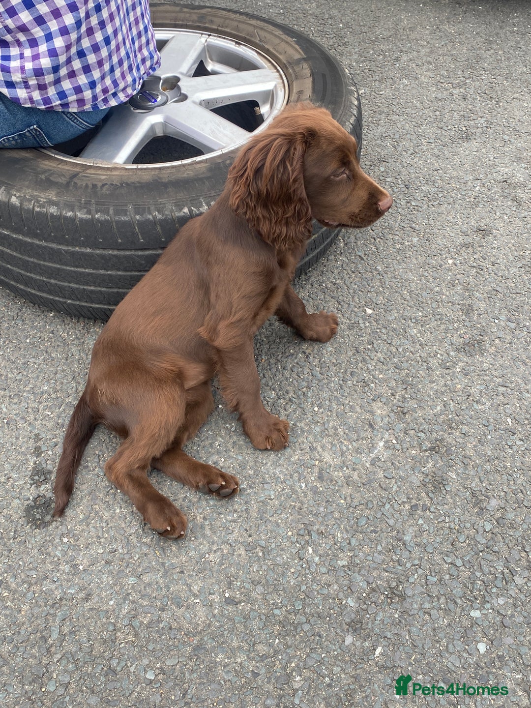 Cocker Spaniel dogs for sale: CRACKER - cocker pup for sale 🩷 in Leeds - Image 2