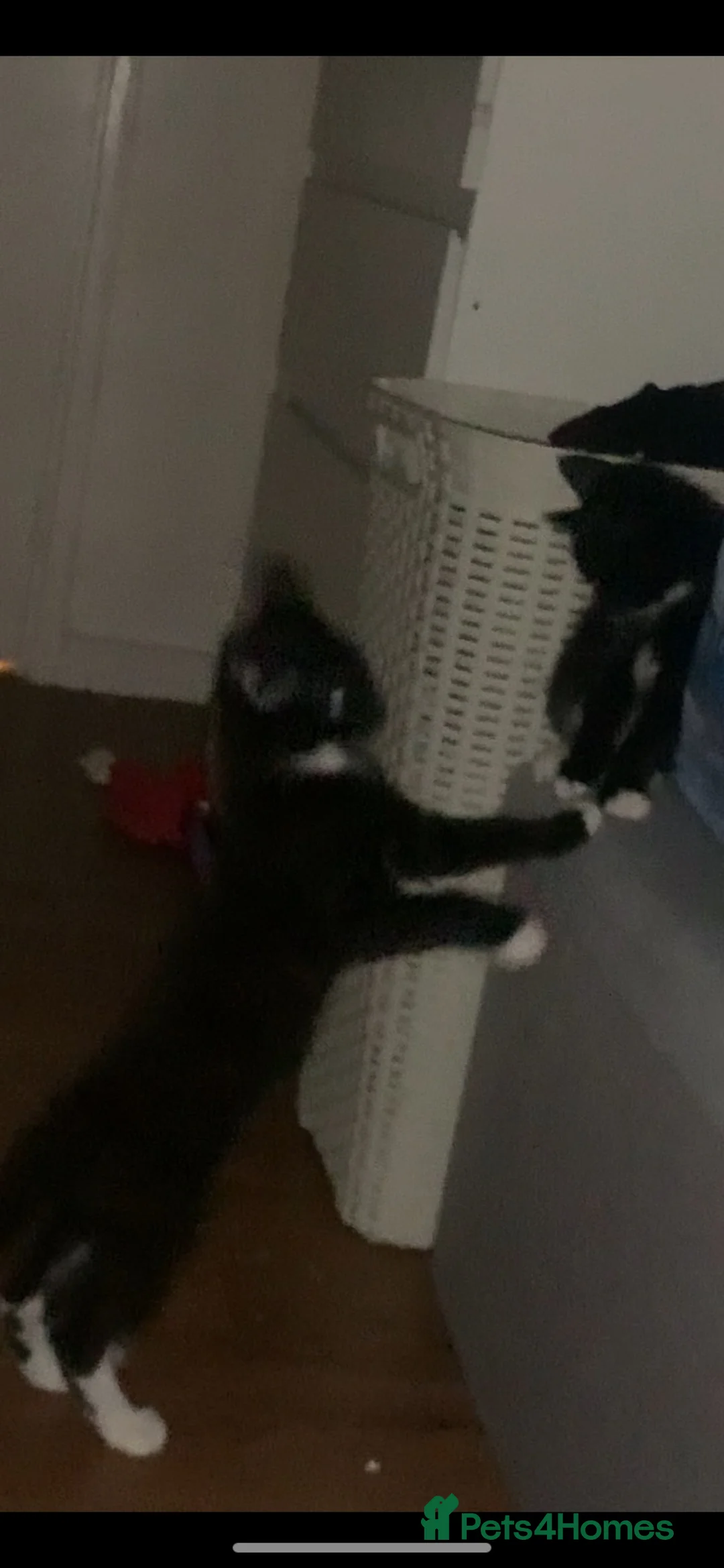 Mixed Breed cats for sale: 2 boy kittens - Advert 1