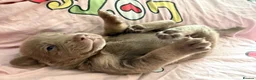 Labrador Retriever dogs for sale: Beautiful lab Puppys  - Advert 5