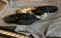 Cockapoo dogs for sale: Beautiful litter of f2 Cockapoo puppies  - Image 14