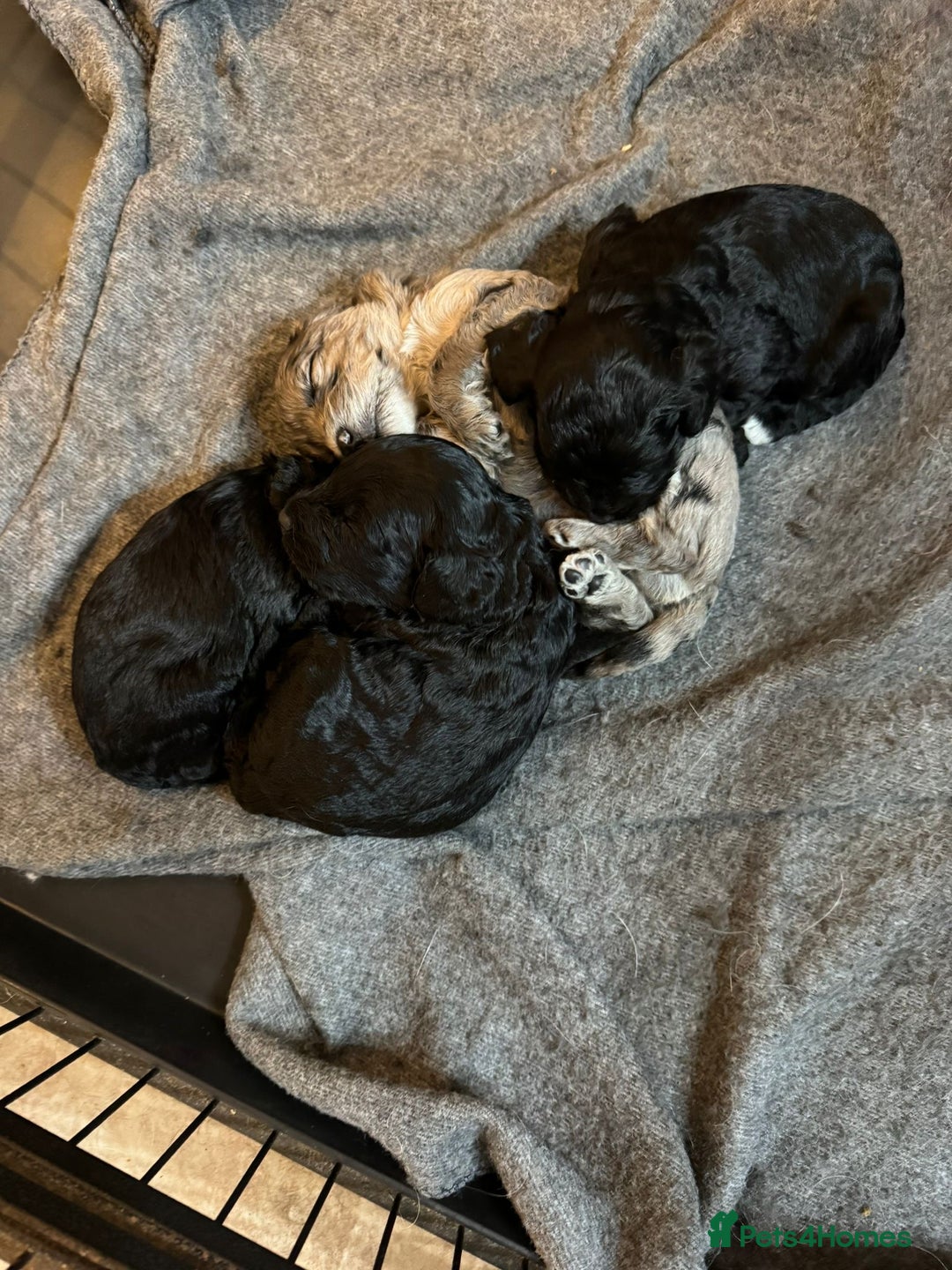 Cockapoo dogs for sale: Beautiful litter of f2 Cockapoo puppies  - Image 14