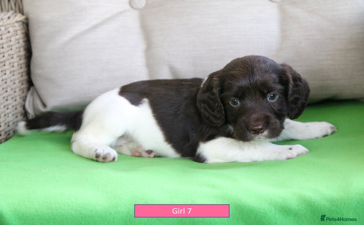 English Springer Spaniel dogs - Advert 15