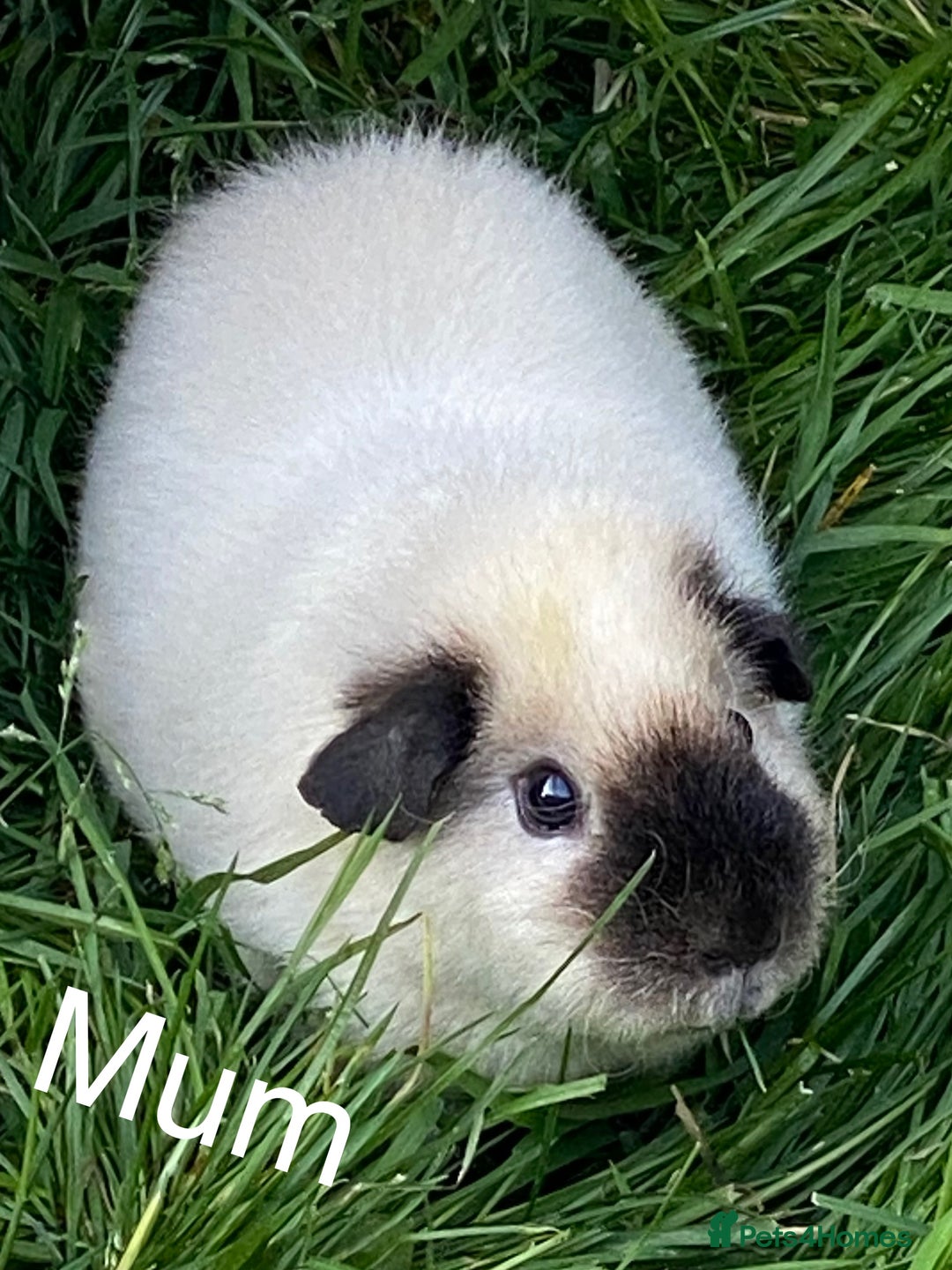 Guinea Pig rodents for sale: Beautiful Bonded Pair Guinea Pigs - Funky - Image 6