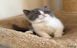 British Shorthair cats for sale: Stunning litter of kittens  - Advert 13