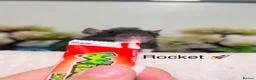 Rat rodents for sale: Beautiful baby rats  - Advert 10