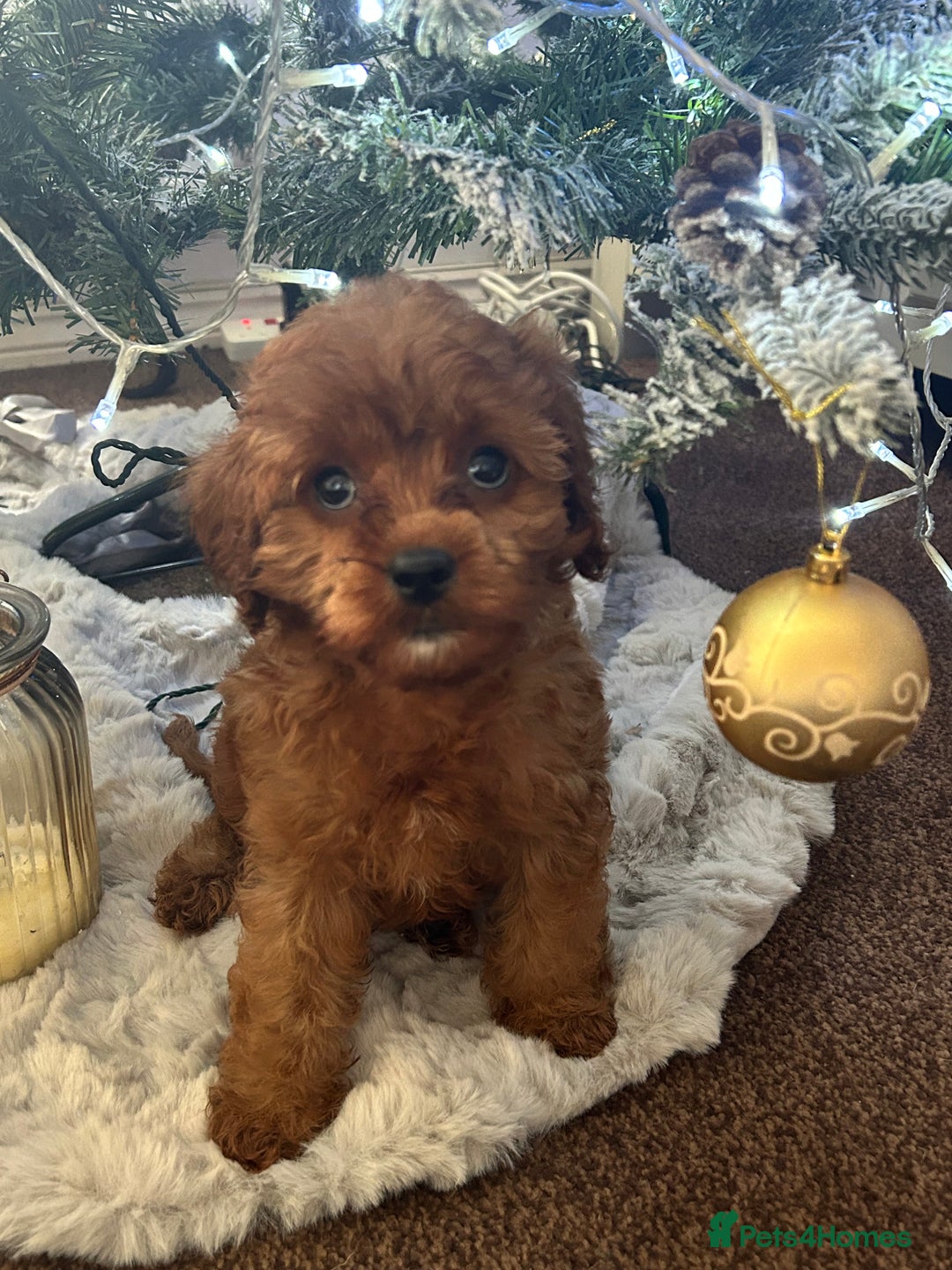 Cavapoo dogs for sale: Cavapoo F1 male puppy  - Advert 8