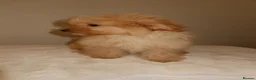Pomapoo dogs for sale: Pompoo puppies  - Advert 12