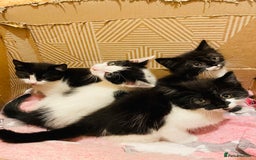 Mixed Breed cats for sale: Kitten - Image 9