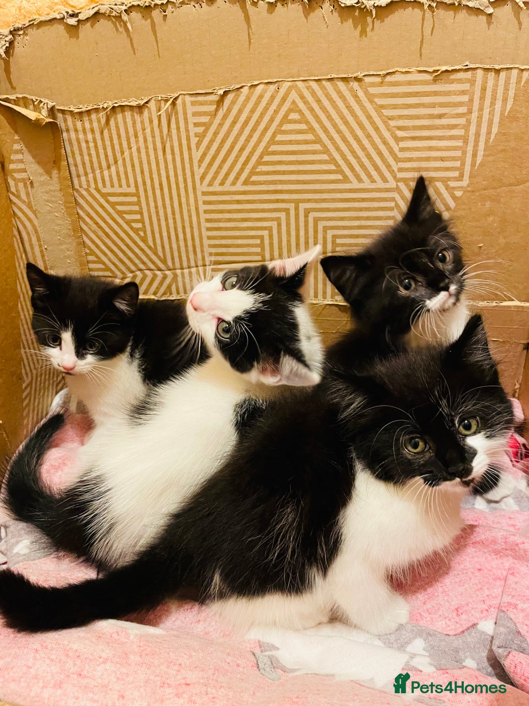 Mixed Breed cats for sale: Kitten - Image 9