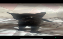Domestic Shorthair cats for sale: 2 kittens need g new home - Image 3