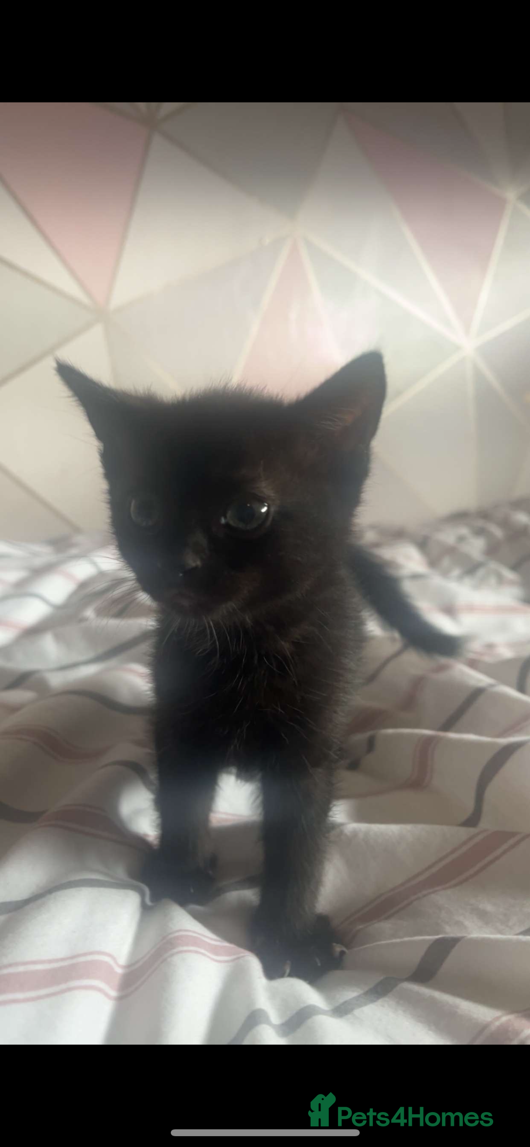Domestic Shorthair cats for sale: 2 kittens need g new home - Image 3