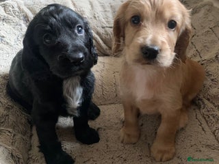 Cocker Spaniel dogs Cocker spaniel puppies for sale - Advert 1