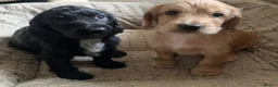 Cocker Spaniel dogs for sale: Cocker spaniel puppies for sale  - Advert 2