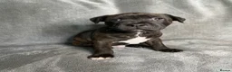 Staffordshire Bull Terrier dogs for sale: Billionaire bills pups  - Advert 18