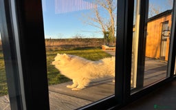 Samoyed dogs for sale: Fluffy, Friendly 3 year old Samoyed - Image 2