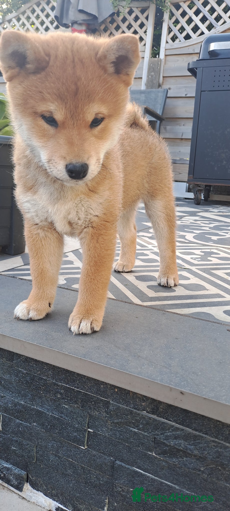 Japanese Shiba Inu dogs 🐶Kc reg🩵 1 BOY 💙 - Advert 1