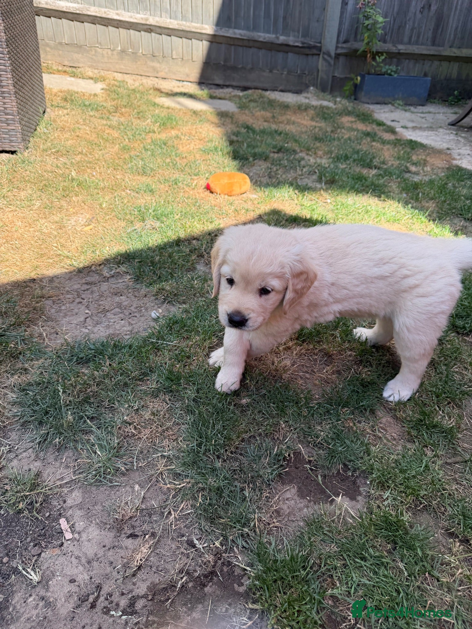 Golden Retriever dogs Golden retriever puppies - Advert 2