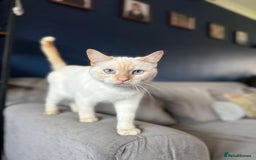 British Shorthair cats for sale: 2 Male British shorthairs. - Image 10