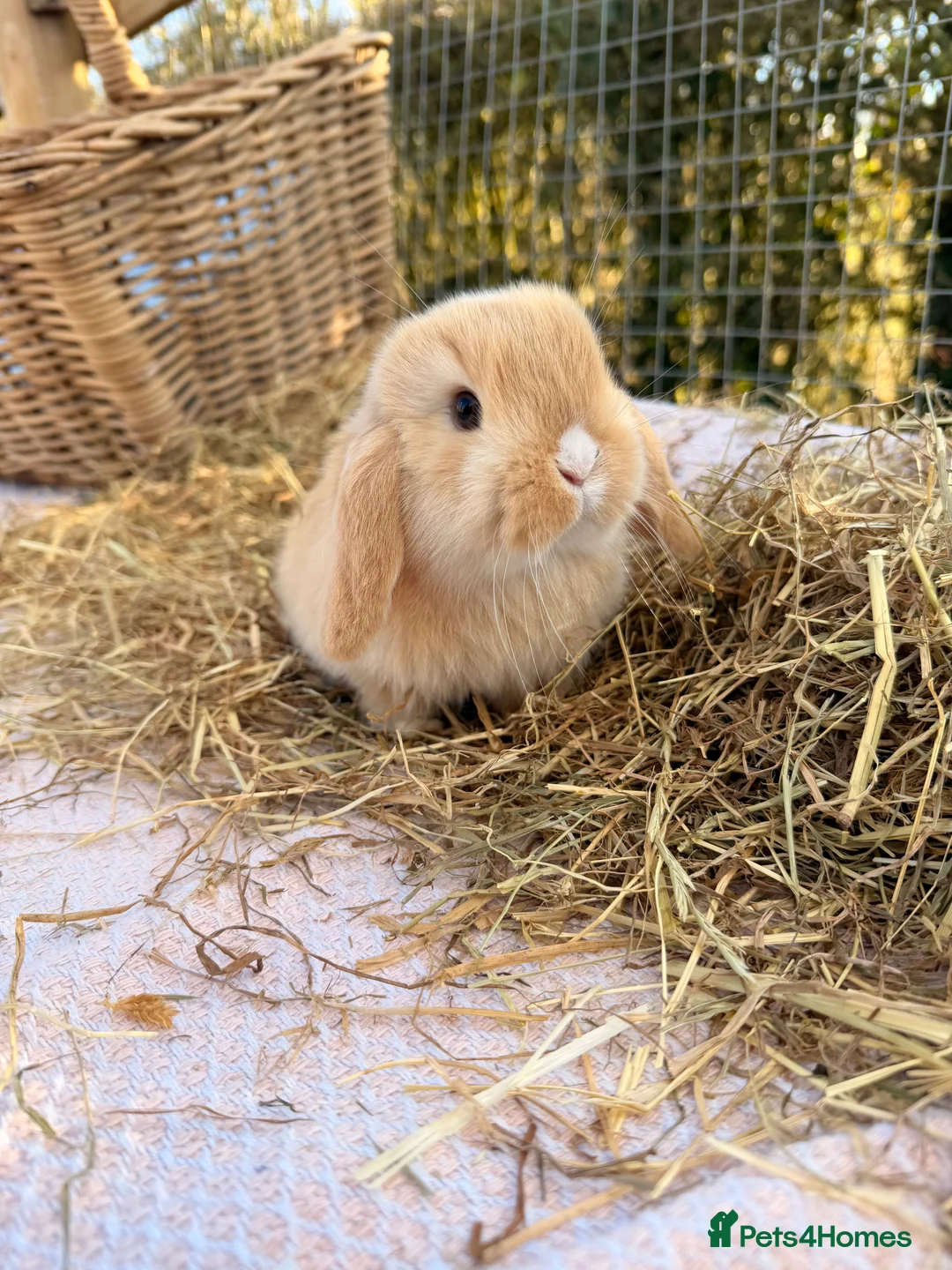Mini Lop rabbits for sale: Gorgeous mini Lop babies  - Advert 30