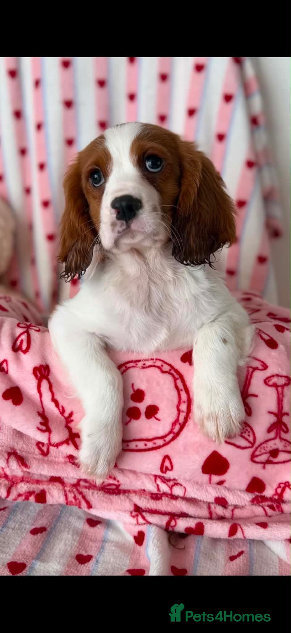Cavalier King Charles Spaniel dogs DNA CAVALIER PUPPIES - Advert 1